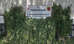 Jandarmadan Uyuşturucuya Geçit Yok: 42 Bin Kök Kenevir Ele Geçirildi