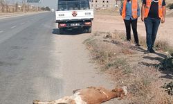 Kamyonetin Çarptığı Buzağı Olay Yerinde Telef Oldu