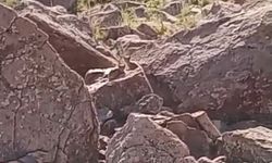 Van'da Nesli Tehlike Altında Vaşak Ailesi Görüntülendi