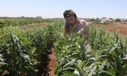 Urfa Susamı Yeniden Tarlalarda
