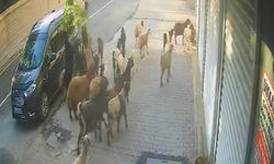Tatvan’da inatçı keçi limon ağacını devirdi