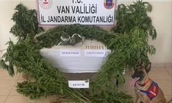 Van’da evin çatısına kenevir eken şahıs yakalandı