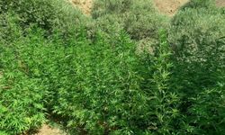 Bingöl’de 1040 Kök Kenevir Ele Geçirildi