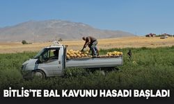 Bitlis'te Bal Kavunu Hasadı Başladı