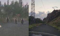 Yavru ayılar otomobile yol vermedi