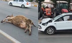 Muş-Bitlis kara yolunda otomobilin çarptığı inek telef oldu