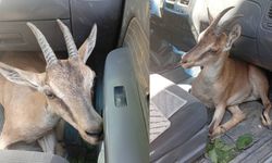 Yaralı Yavru Dağ Keçisi Tedavi Altına Alındı