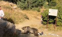 Kucağında bebekle gezen şahsa ayının saldırdığı anlar böyle kaydedildi