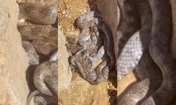 İç içe yumak halindeki yılanlar görenleri şaşırttı