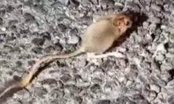 Nesli Tehlike Altında Olan Arap Tavşanı O İlde Görüntülendi
