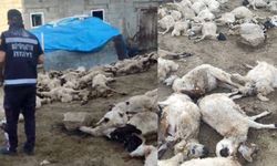 Van'da kurtların saldırdığı sürülerde 111 koyun telef oldu