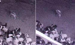 Kurt Ahıra Girdi, Koyunu Telef Etti: O Anlar Kamerada