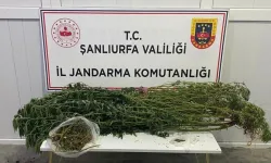 Uyuşturucu Operasyonu: 12 Şüpheli Tutuklandı
