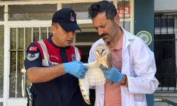 Yaralı peçeli baykuş tedavi altına alındı