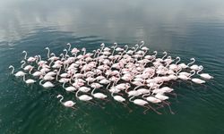 Van Gölü kıyılarında flamingo şöleni