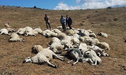 Yıldırımın çarptığı 58 koyun telef oldu