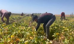 Adilcevaz’da fasulye hasadı başlandı