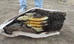 Mağara ve ağaç kovuğundan kilo kilo organik bal çıktı