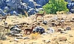Sürü halindeki yaban keçileri o ilde görüntülendi