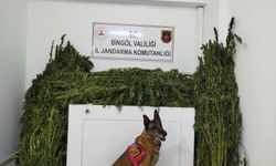 Bingöl’de 91 kilo esrar ele geçirildi