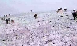 Mevsimin ilk karı Erzurum'da yağdı