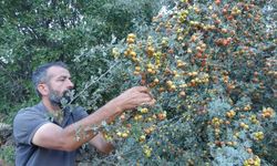 Şifa Kaynağı Alıçta Hasat Başladı