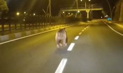 Kara Yoluna İnen Bozayı Kamerada