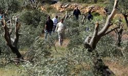 Yahudi Çeteler Ramallah’ta 120 Zeytin Ağacını Kesti