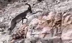Siirt’te nesli tehlikede olan yabani dağ keçisi görüldü
