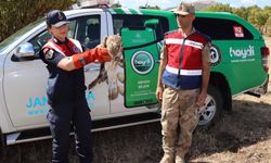 Yaralı kartal jandarma tarafından kurtarıldı