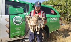 Komşu ilde ormanda terk edilen 5 yavru köpek kurtarıldı