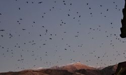 Tatvan Semaları Adeta Karga İstilasına Uğradı