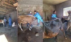 Güroymak’ta Şap Aşısı Çalışmaları Tüm Hızıyla Devam Ediyor