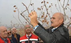 Yanlış Budama Siirt Fıstığında Verimi Düşürüyor, Zararlıları Artırıyor