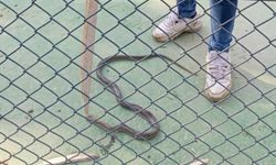 Batman’da Lüks Sitede Yılan Paniği