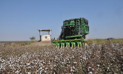 Çiftçiler destek bekliyor: Destek artarsa pamuk alanları büyüyecek