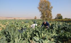 Çiftçiler: Verim yüksek, fiyatlar maliyeti karşılamıyor