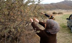 Tatvan'da alıç hasadı başladı