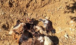 Batman’da kurtlar ağıla girdi: 10 küçükbaş telef oldu