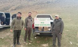 Muş’ta kafes avcılığı yapan kişi suçüstü yakalandı: 20 bin TL ceza