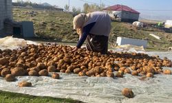 Kışlık Patatesler Geleneksel Yöntemle Toprağa Gömülüyor