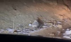 Bölge İlde Nadir Görülen Hint Oklu Kirpi Kameraya Yansıdı