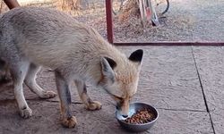 Tilki ile sohbet ettiği o anlar gülümsetti