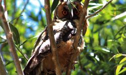 Nadir Görülen Kulaklı Orman Baykuşu Van'da Görüntülendi