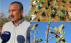 Fıstık hasadı yüzleri güldürdü: Köy üretimde örnek oldu