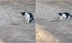 Kedi, Fareyle Oynar Gibi Yılanla Oynadı: O Anlar Kamerada