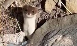 Beyaz Gelincik Hakkari'de Görüntülendi