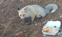 Ahlat’ta Pomza Ocağının Maskotu Tilki 3 Yıldır İşçilerle Dostluk Kuruyor