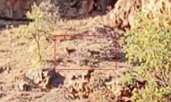 Yaban keçileri sürü halinde o ilde görüntülendi