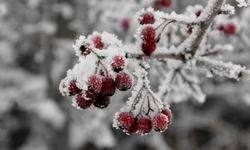 Zirai dondan etkilenen çiftçilere destek ödemesi hesaplara aktarıldı